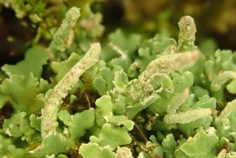 Powder Horn Lichen (Cladonia coniocraea)