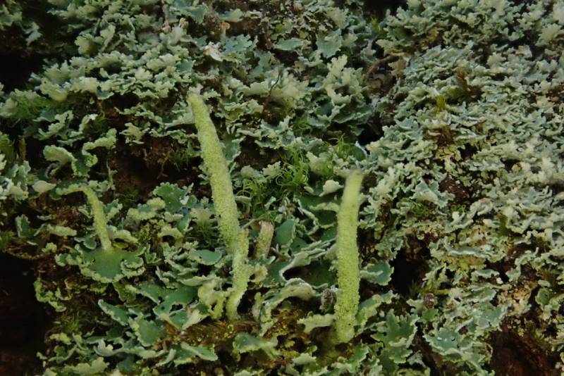 Powder Horn Lichen (Cladonia coniocraea)