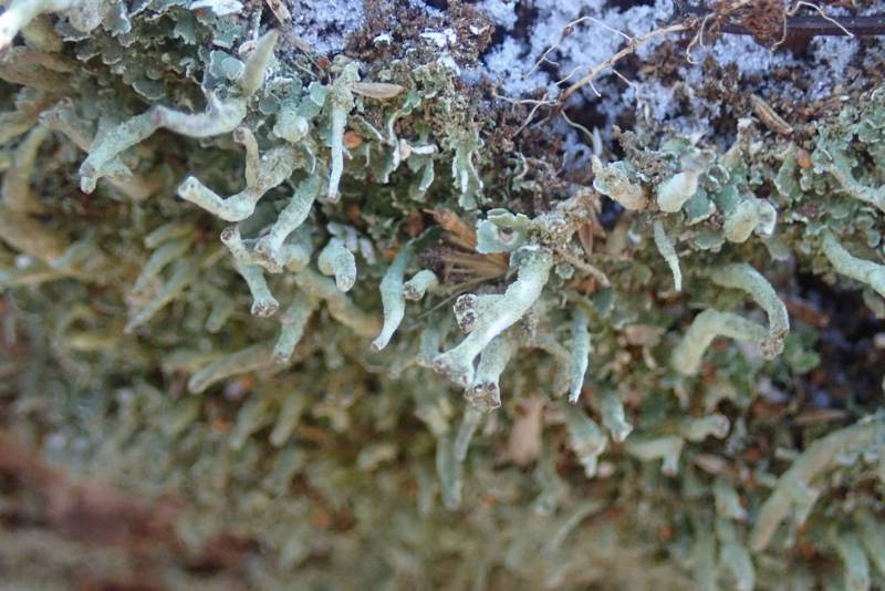 Smooth Horn Lichen (Cladonia gracilis)