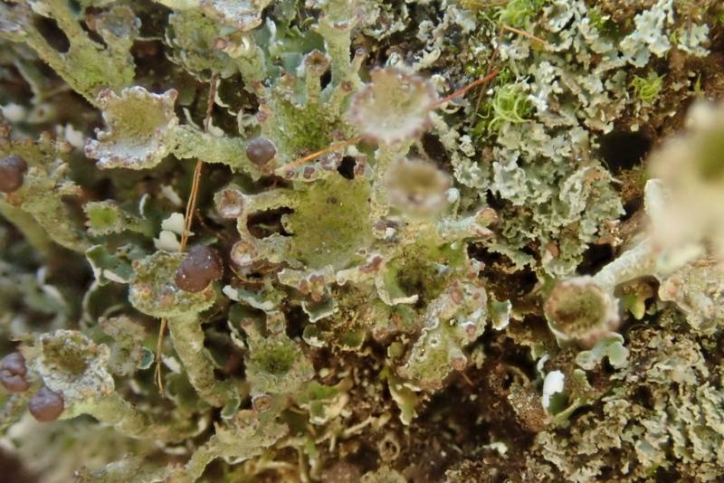Smooth Horn Lichen (Cladonia gracilis)