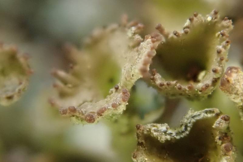 Smooth Horn Lichen (Cladonia gracilis)