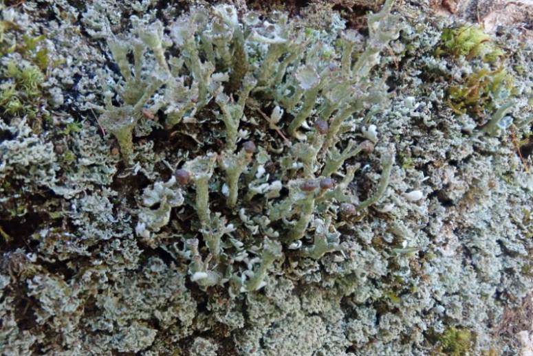 Smooth Horn Lichen (Cladonia gracilis)