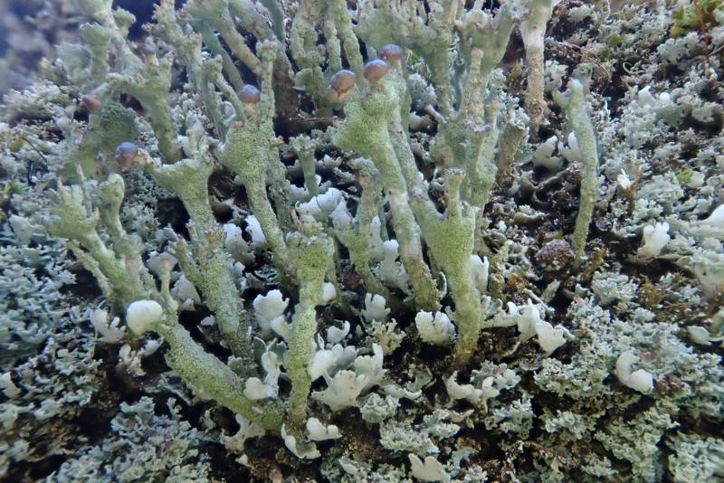 Smooth Horn Lichen (Cladonia gracilis)