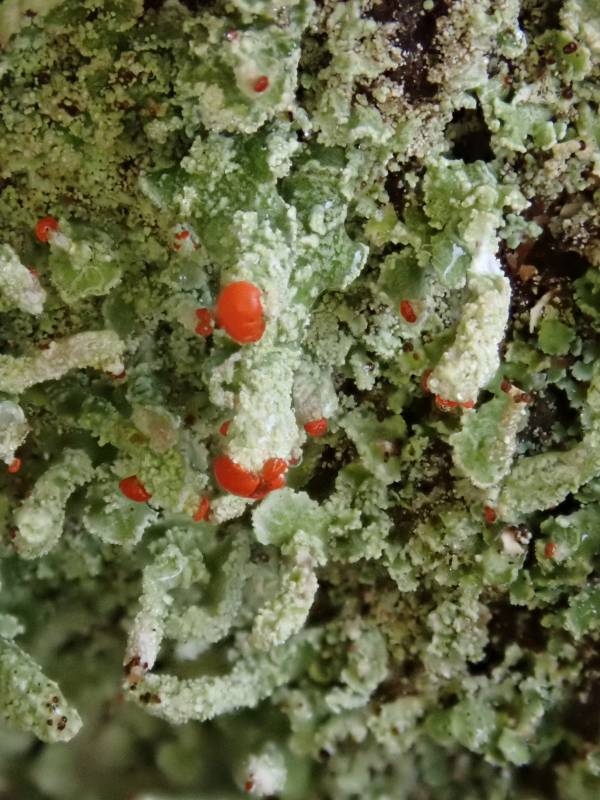 Lipstick Powderhorn (Cladonia macilenta)