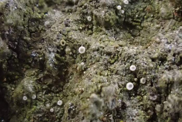 Pink Dimple Lichen (Coenogonium pineti): Habit