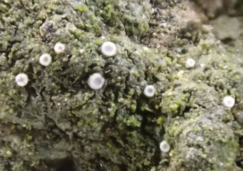 Pink Dimple Lichen (Coenogonium pineti): Close-up of the apothecia