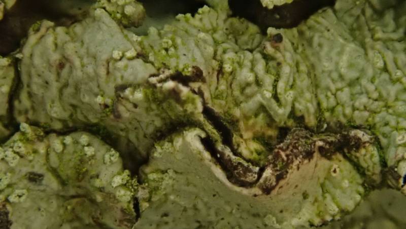 Wrinkled Shield Lichen (Flavoparmelia caperata)