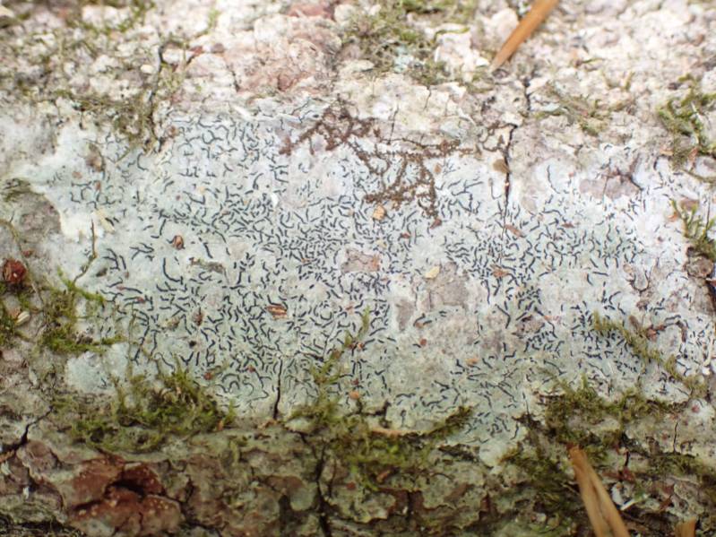 Common Script Lichen (Graphis scripta)
