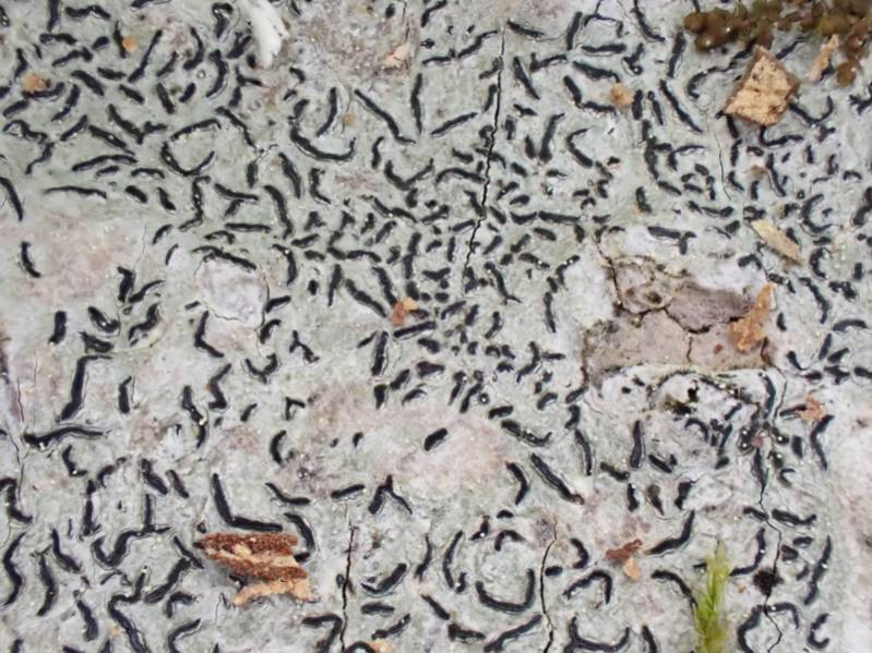 Common Script Lichen (Graphis scripta)