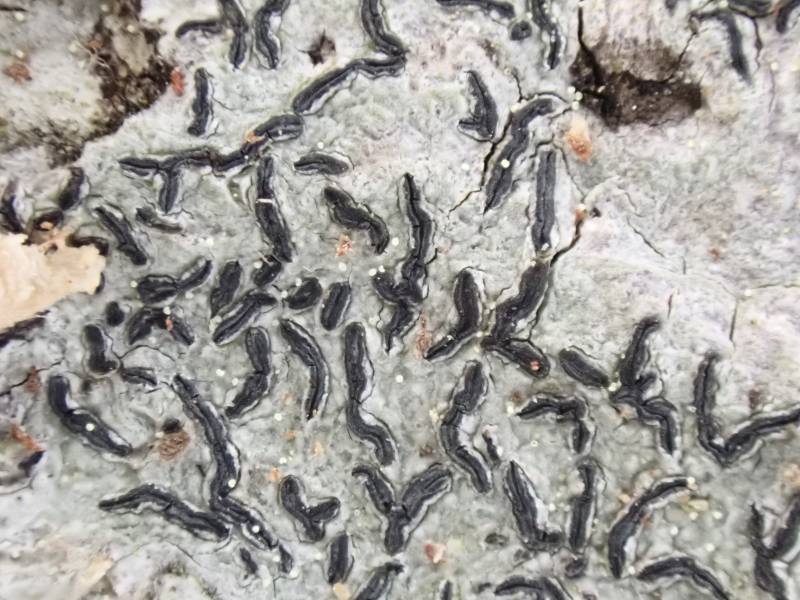 Common Script Lichen (Graphis scripta)