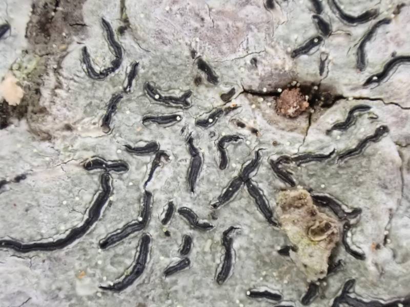 Common Script Lichen (Graphis scripta)