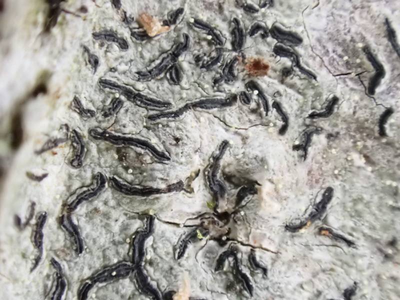 Common Script Lichen (Graphis scripta)