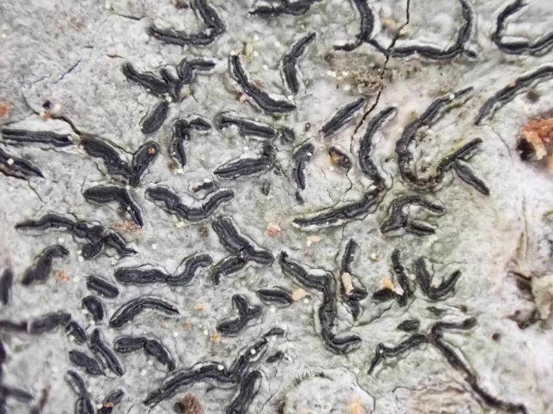 Common Script Lichen (Graphis scripta)