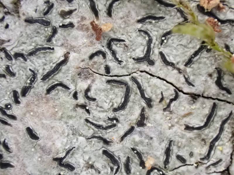 Common Script Lichen (Graphis scripta)