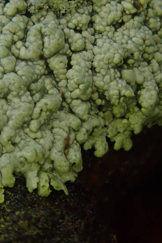 Smooth Shadow-crust Lichen (Hyperphyscia syncolla)