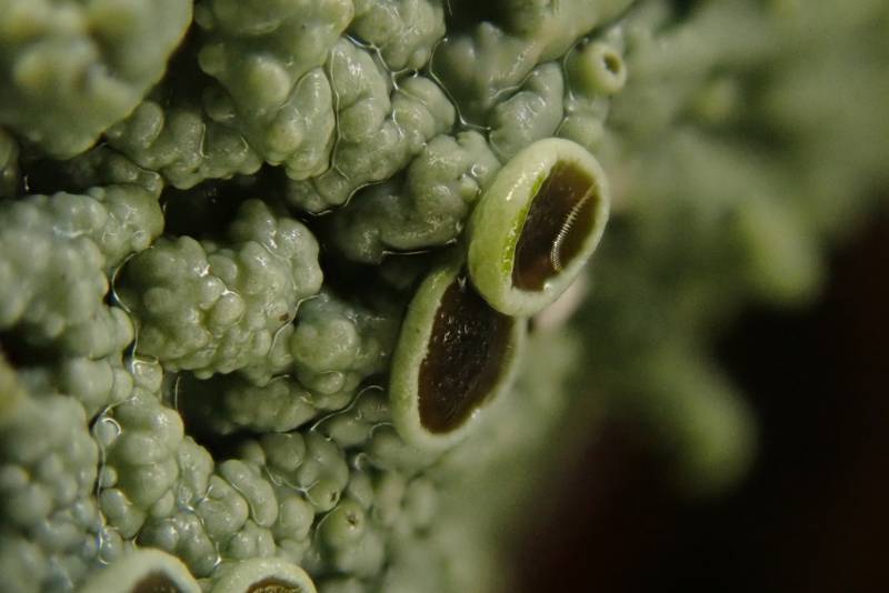 Smooth Shadow-crust Lichen (Hyperphyscia syncolla)