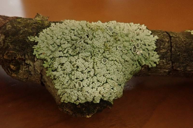 Smooth Shadow-crust Lichen (Hyperphyscia syncolla)