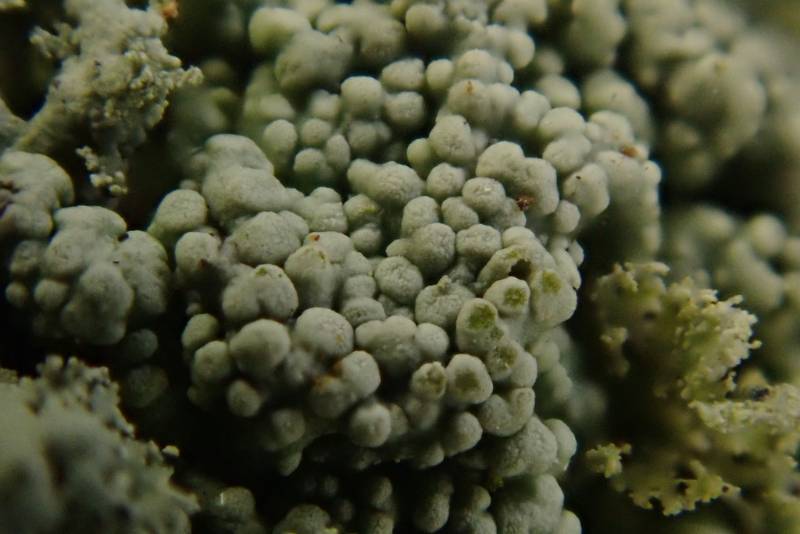 Smooth Shadow-crust Lichen (Hyperphyscia syncolla)