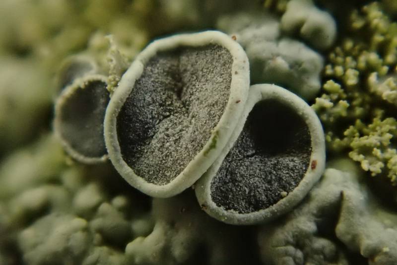Smooth Shadow-crust Lichen (Hyperphyscia syncolla)
