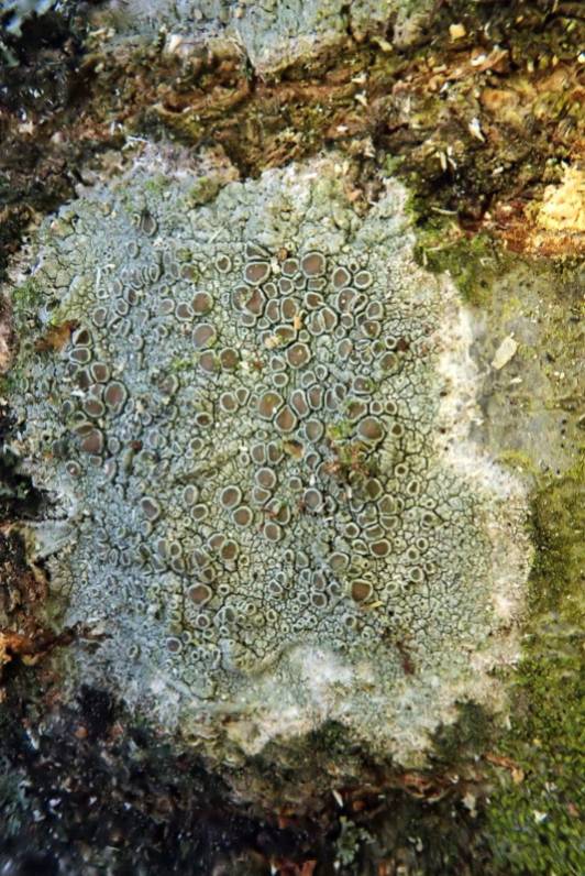 Under-fruited Lichen (Lecanora hybocarpa)