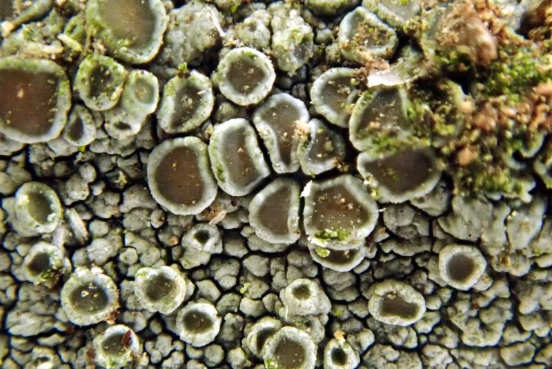 Under-fruited Lichen (Lecanora hybocarpa)