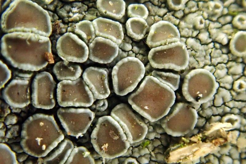 Under-fruited Lichen (Lecanora hybocarpa)