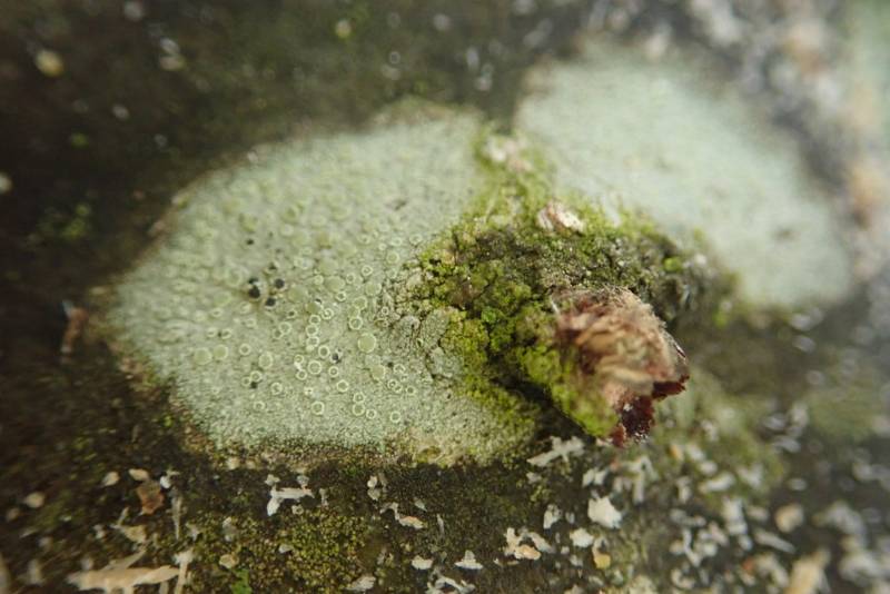 Mealy Rim-lichen (Lecanora strobilina)