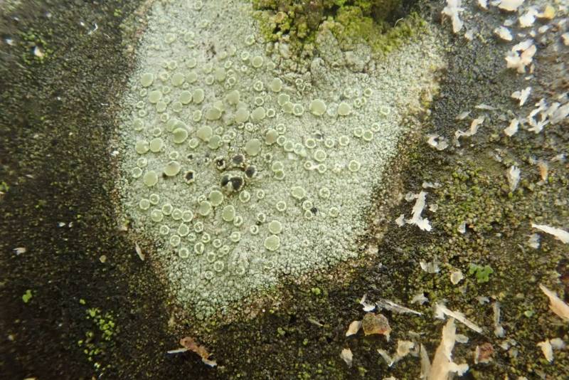Mealy Rim-lichen (Lecanora strobilina)