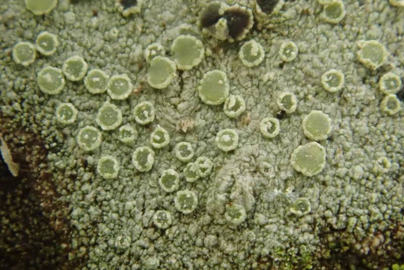 Mealy Rim-lichen (Lecanora strobilina)