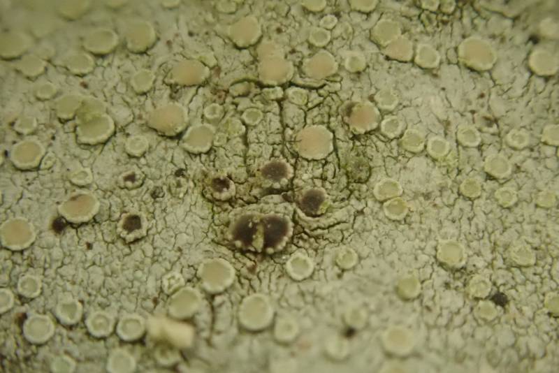 Mealy Rim-lichen (Lecanora strobilina)