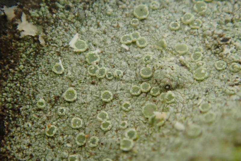 Mealy Rim-lichen (Lecanora strobilina)