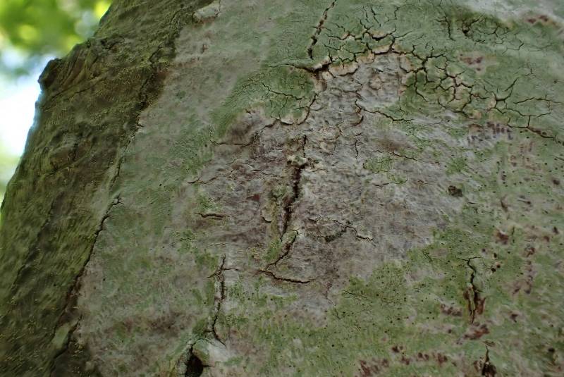 Fringed Stud Lichen (Lecanora thysanophora)