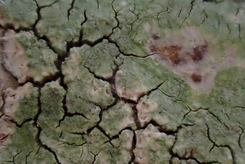 Fringed Stud Lichen (Lecanora thysanophora)