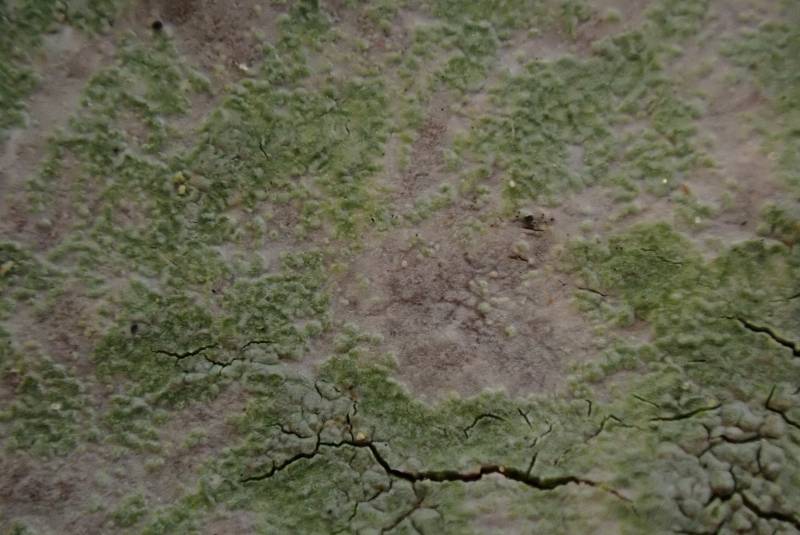 Fringed Stud Lichen (Lecanora thysanophora)