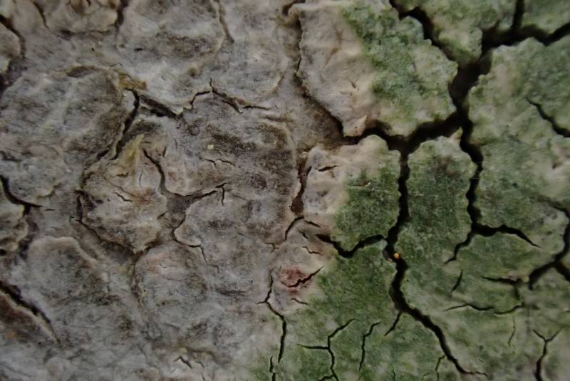Fringed Stud Lichen (Lecanora thysanophora)
