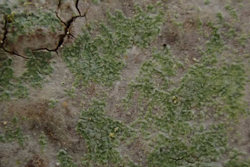 Fringed Stud Lichen (Lecanora thysanophora)