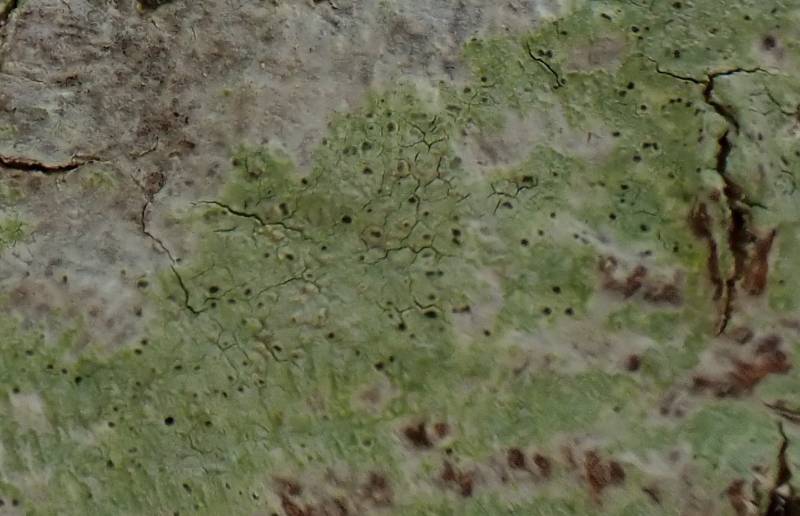 Fringed Stud Lichen (Lecanora thysanophora)
