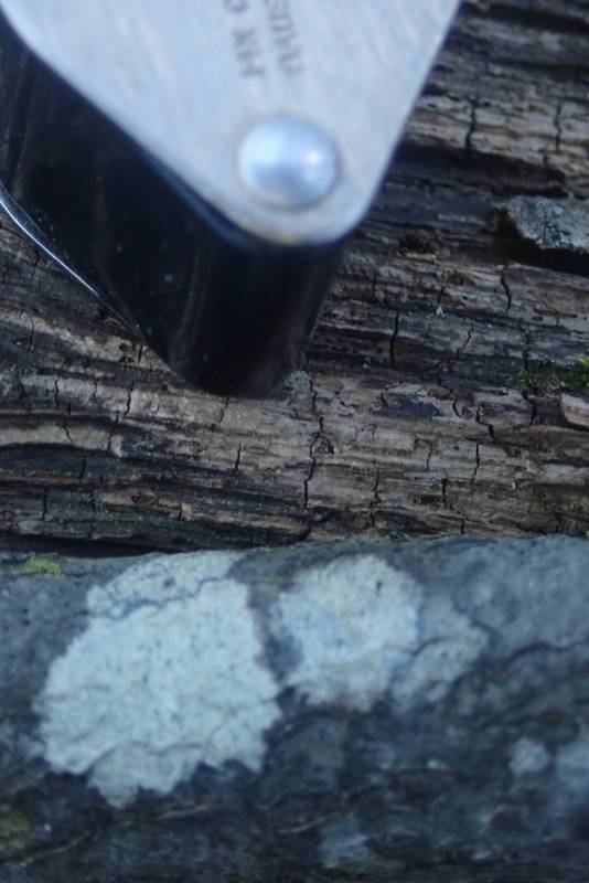 Rim-lichen (Lecanoraceae)