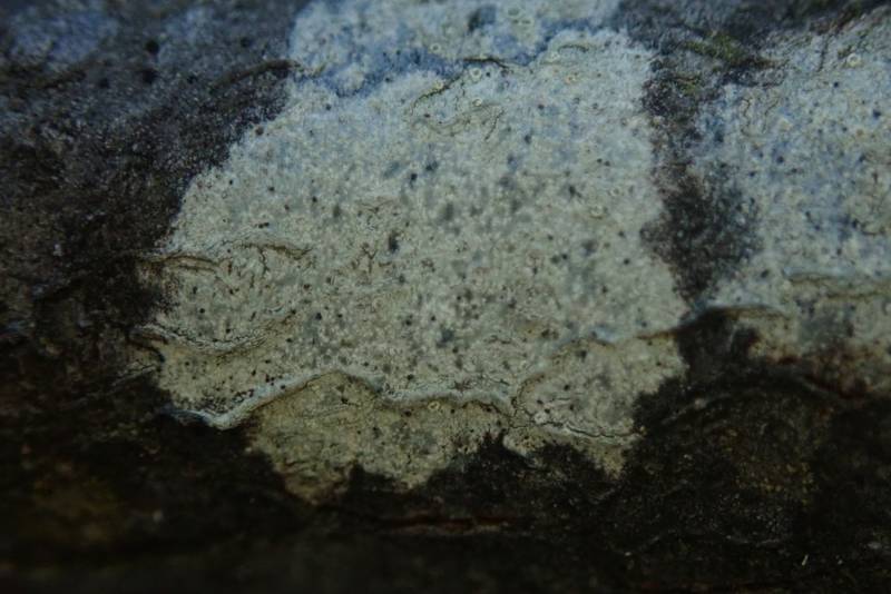 Rim-lichen (Lecanoraceae)