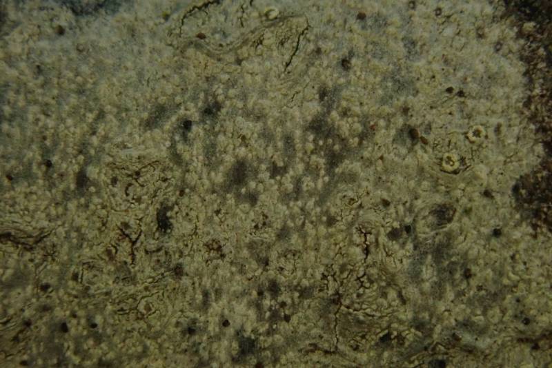 Rim-lichen (Lecanoraceae)
