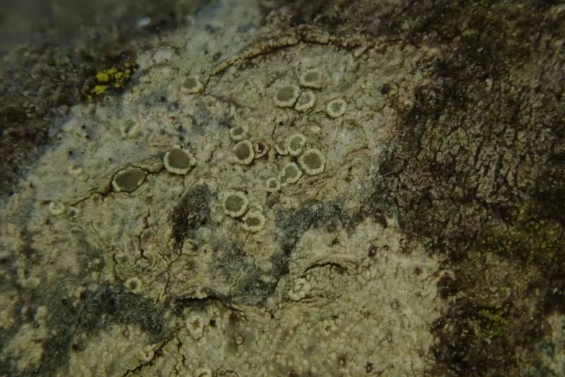 Rim-lichen (Lecanoraceae): close-up of apothecia
