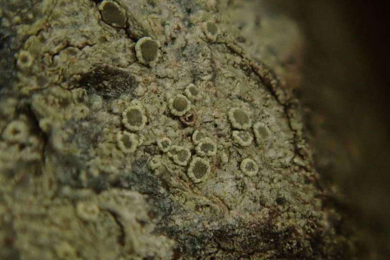 Rim-lichen (Lecanoraceae): close-up of apothecia