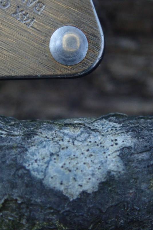 Bark Disc Lichen (Lecidella euphorea)