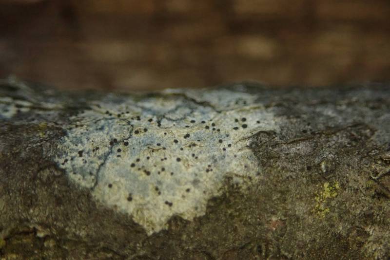 Bark Disc Lichen (Lecidella euphorea)