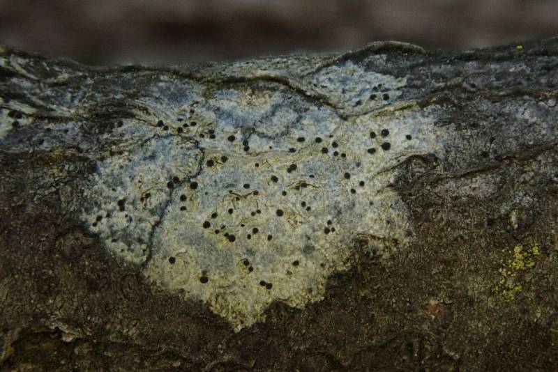 Bark Disc Lichen (Lecidella euphorea)