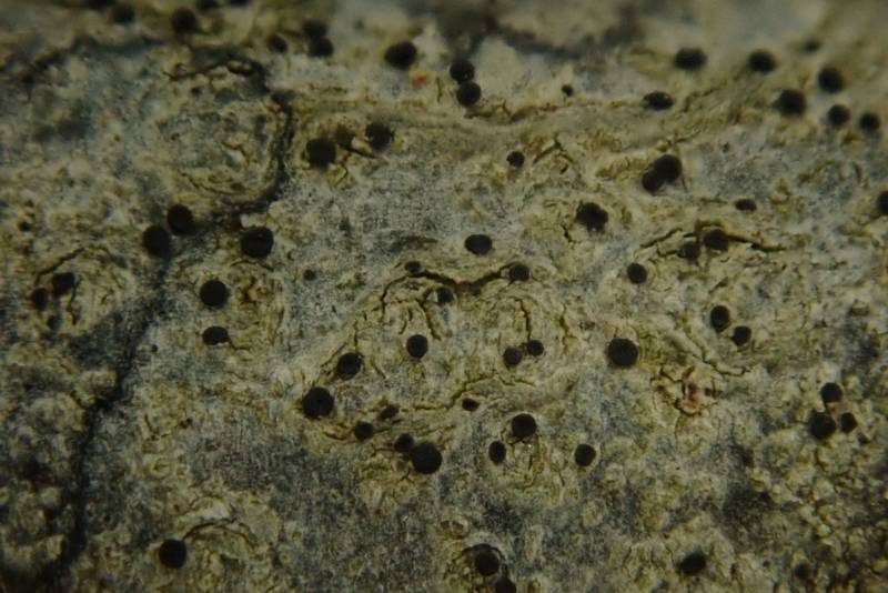 Bark Disc Lichen (Lecidella euphorea)