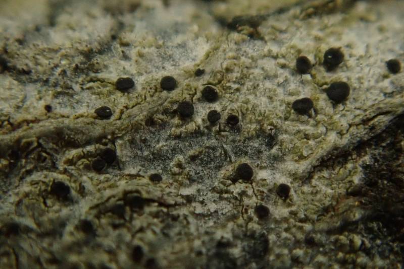 Bark Disc Lichen (Lecidella euphorea)