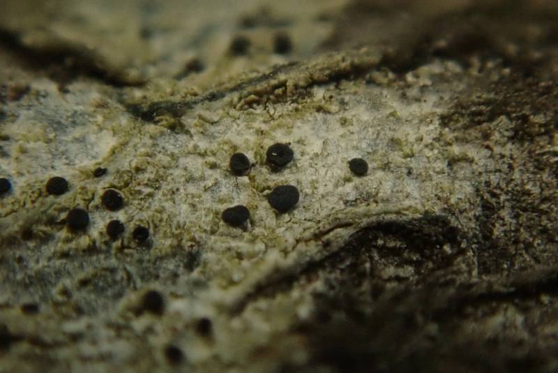 Bark Disc Lichen (Lecidella euphorea)