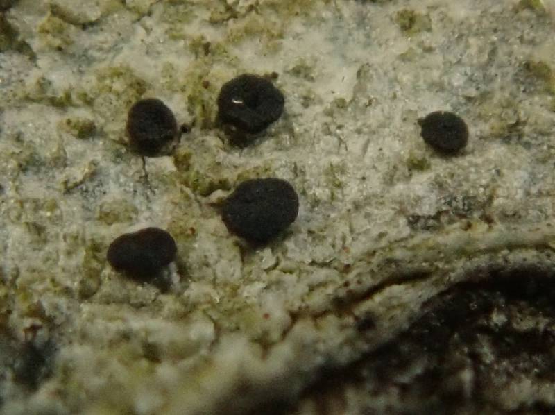 Bark Disc Lichen (Lecidella euphorea)