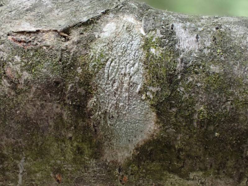 Pustule Crust Lichen (Lepra pustulata)